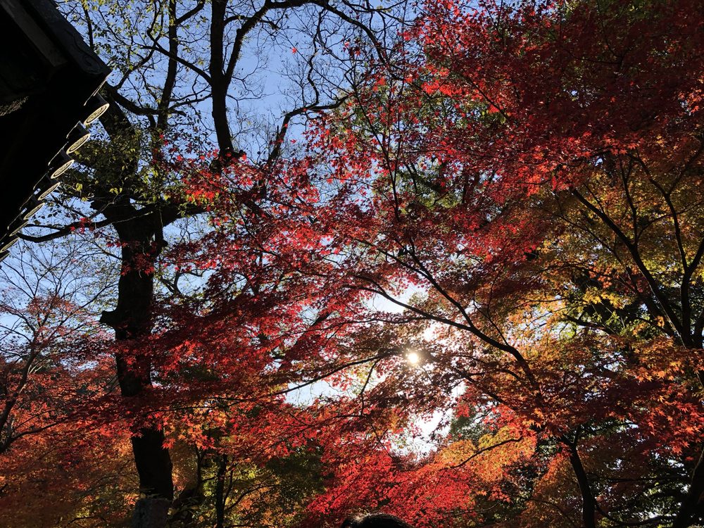 秋月城跡公園