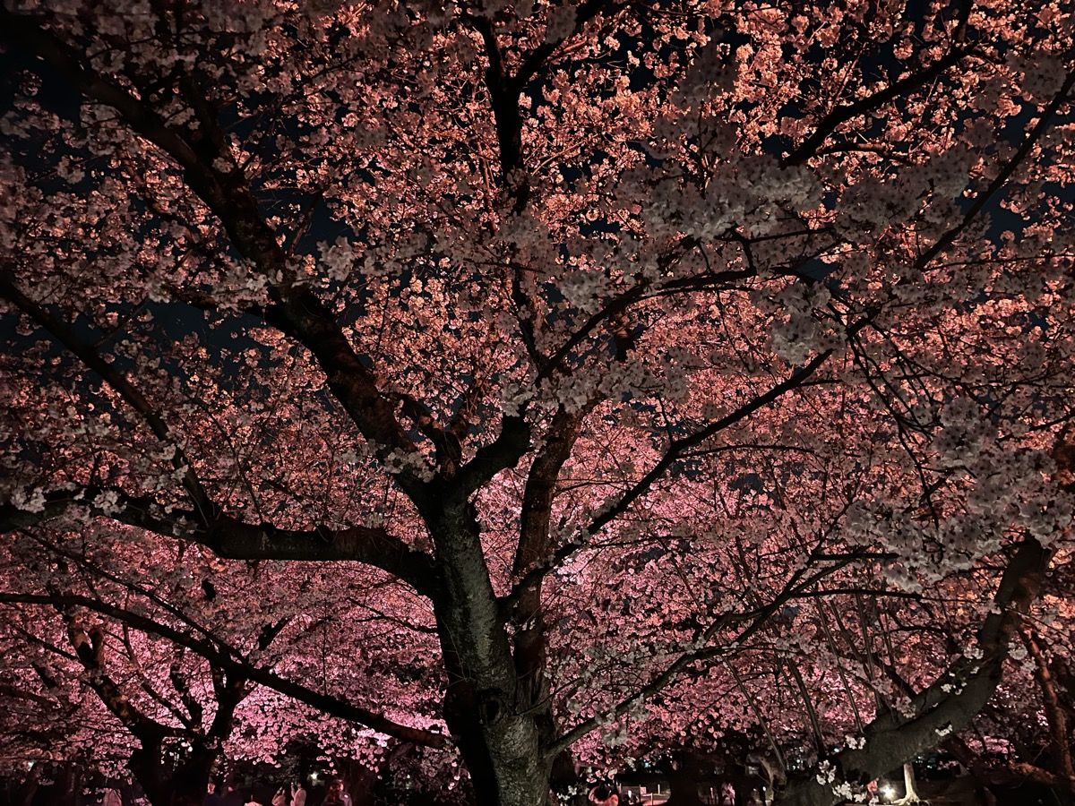 舞鶴公園